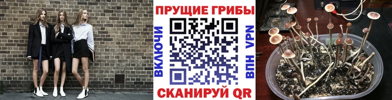 купить наркотики цена  это как зайти  Галлюциногенные грибы MAGIC MUSHROOMS  Верея 